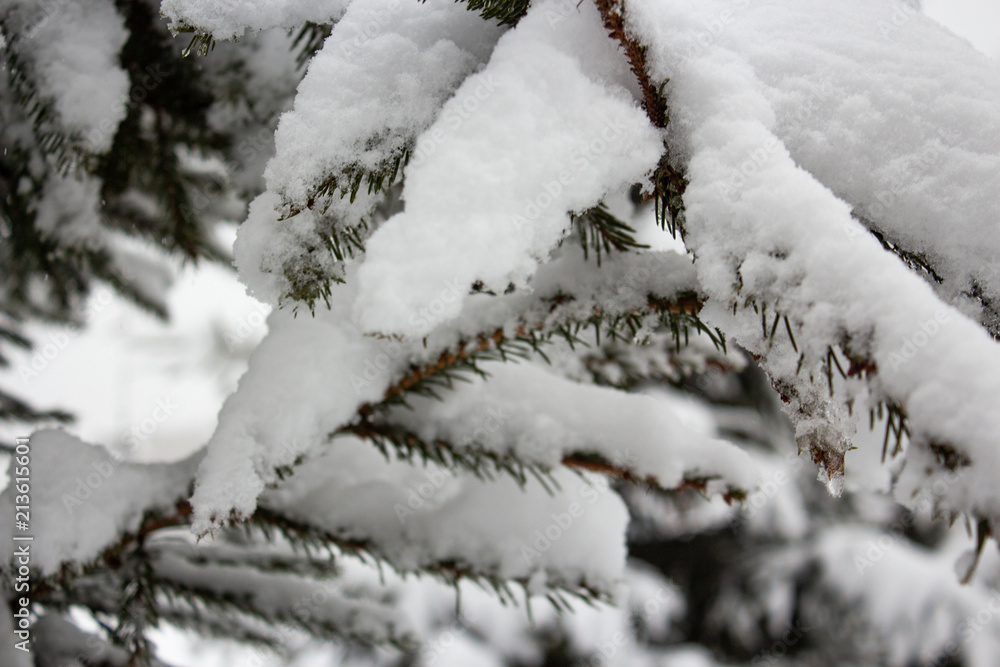The branches of the fir trees under snow after a snowfall