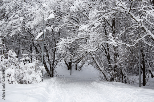 Wallpaper Mural Snow covered trees in winter forest after snowfall Torontodigital.ca