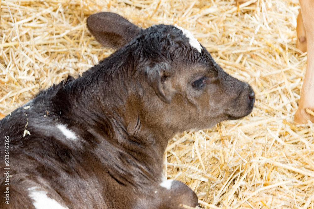 Fototapeta premium Brown and White Calf