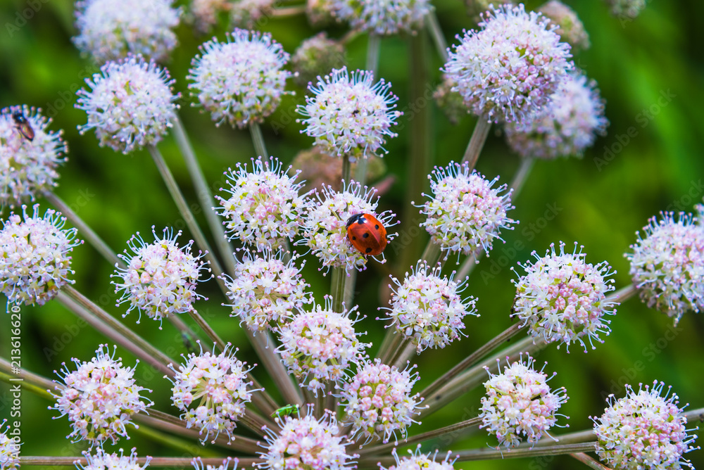 Naklejka premium Ladybirds on a flower of White Angelica (Angelica arguta) on a summer day, close-up