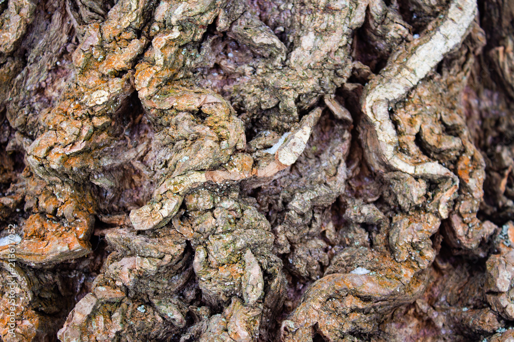 The curves of the texture of tree bark close up The curves of the texture of tree bark close up