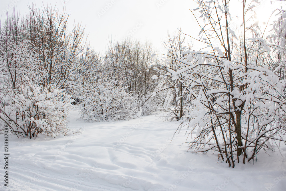 Snow covered trees in winter forest after snowfall Snow covered trees in winter forest after snowfall