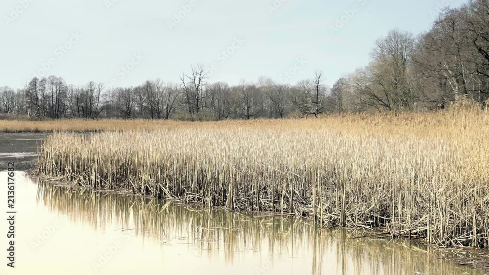 Reed in dropped empty pond without water. Freshwater shells and shellfish. Dried reed around lake, sunny spring atmosphere. Grasses in foreground. Quiet mystic atmosphere. Stabilized day detail shot Reed in dropped empty pond without water. Freshwater shells and shellfish. Dried reed around lake, sunny spring atmosphere. Grasses in foreground. Quiet mystic atmosphere. Stabilized day detail shot