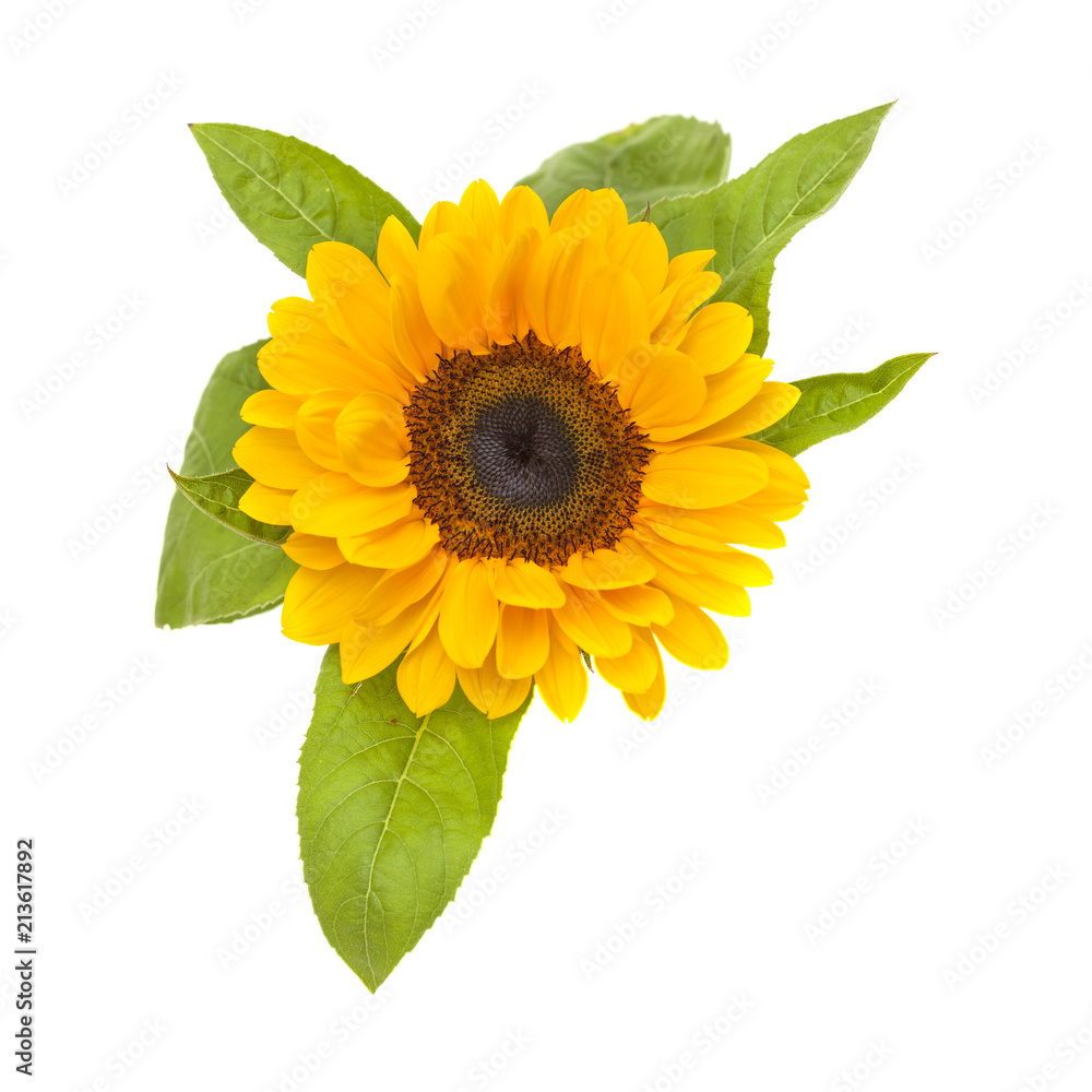 Obraz premium single sunflower isolated