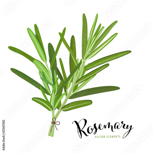 Branch of green rosemary leaves on white background. Vector set of element for advertising, packaging design of condiment products.