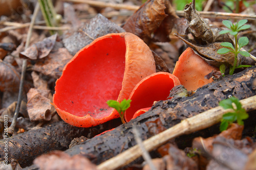 Scarlet elf cup mushroom
