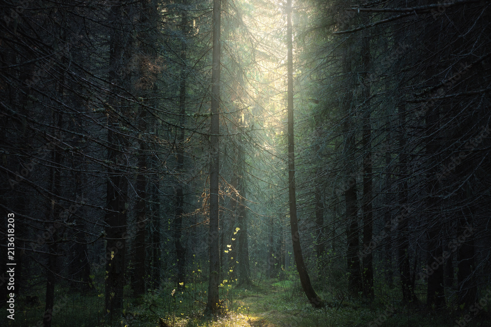 Naklejka premium światło słoneczne do ciemnego lasu