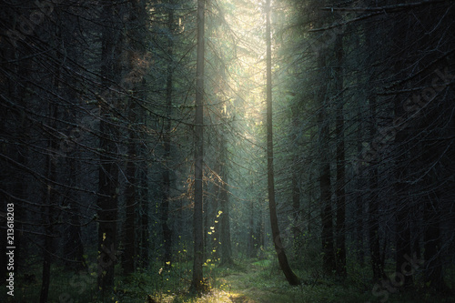 sunlight into the dark forest