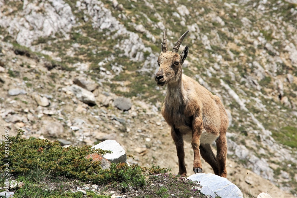 Fototapeta premium Bouquetin 
