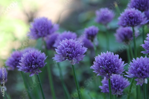 Fleurs de ciboulette