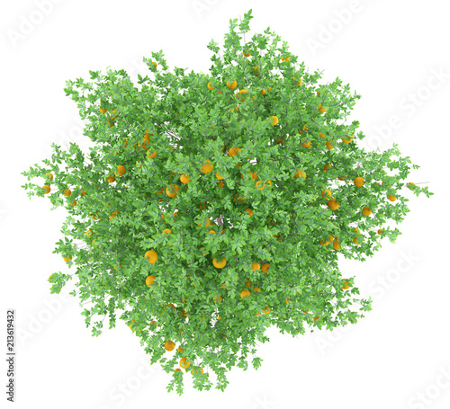 orange tree with oranges isolated on white background. top view