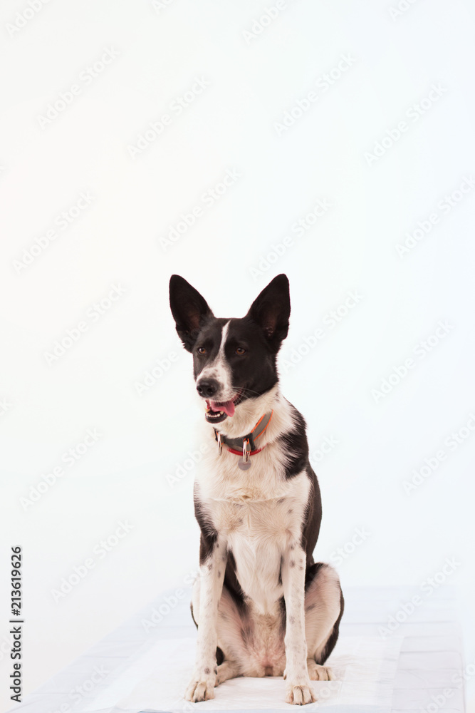 Adorable dog isolated on white background. Cute puppy sitting still on white table with white background in studio.