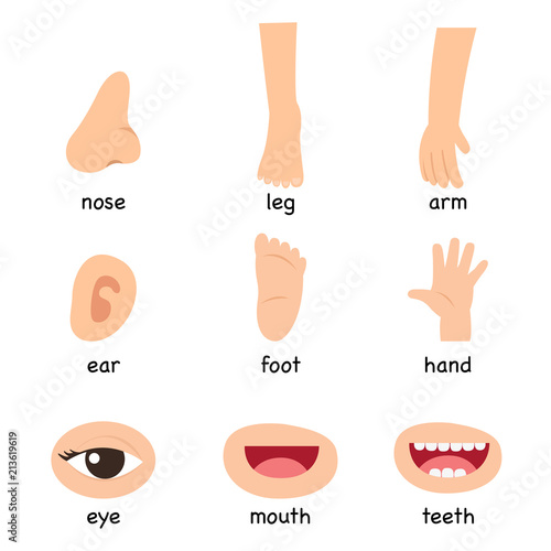 Illustration of vocabulary part of body vector