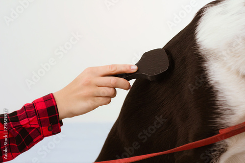 Dog getting their hair taken care of. Dog with white and black fur getting their hair brushed by owners hand.