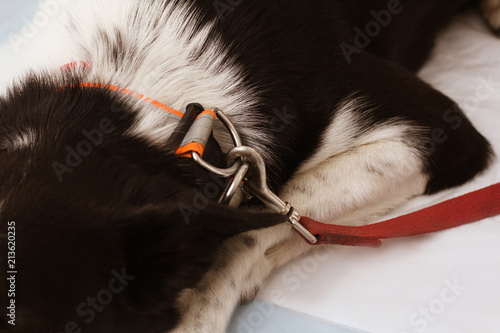 Close up shot of leash buckled to dogs collar. Dog with white and black fur laying down with collar on her neck and red leash buckled to it.