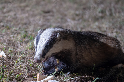 Badgers © Martin Sutton