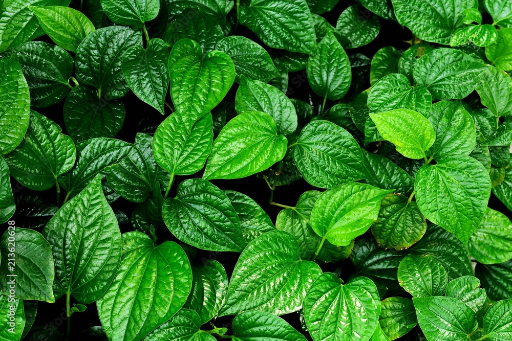 beautiful green betel leaves texture background beautiful green betel leaves texture background