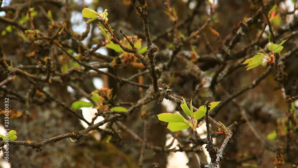 Yellow and green leaves on a tree. Yellow and green leaves on a tree.