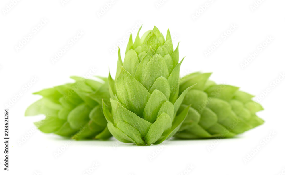 Fresh green hop branch, isolated on a white background. Hop cones for making beer and bread. Close up. Fresh green hop branch, isolated on a white background. Hop cones for making beer and bread. Close up.