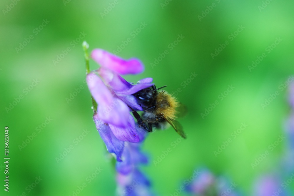 Bee collecting Nectar from a flower closeup macro Bee collecting Nectar from a flower closeup macro