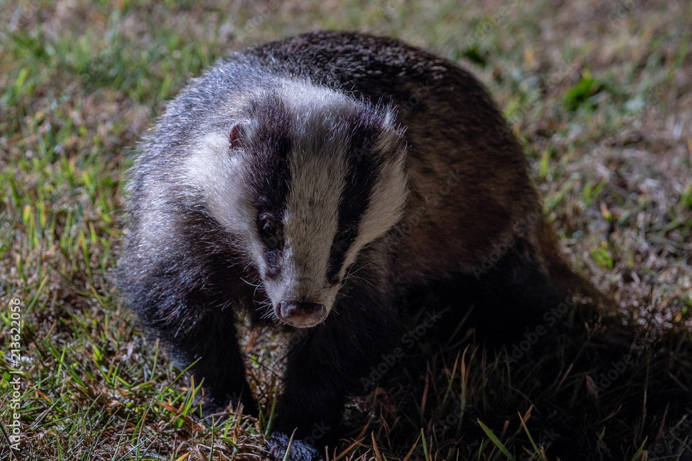 Fototapeta premium Badgers