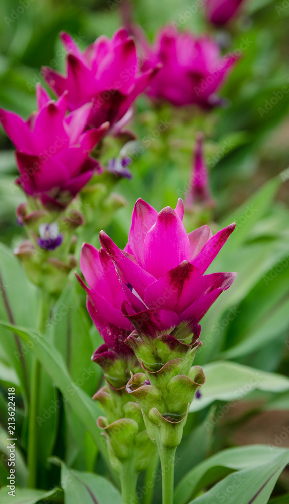 Beautiful Pink tulip flower of Thailand (Siam Tulip) Beautiful Pink tulip flower of Thailand (Siam Tulip)
