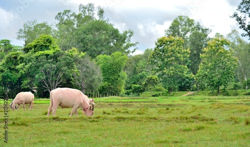 Taro buffalo or white buffalo is eating the green grass in nature, At Kantaralak, Sisaket, Thailand