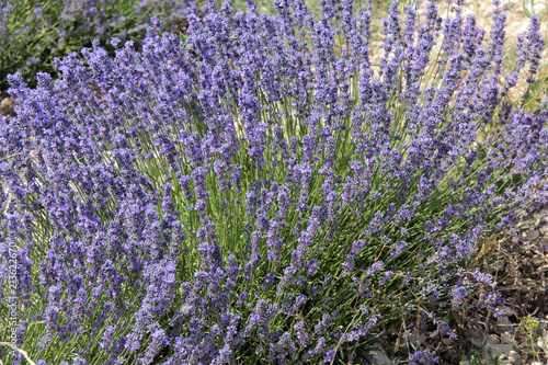 Fototapeta Naklejka Na Ścianę i Meble -  plant de lavandes