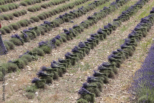 Fototapeta Naklejka Na Ścianę i Meble -  bouquets de lavandes
