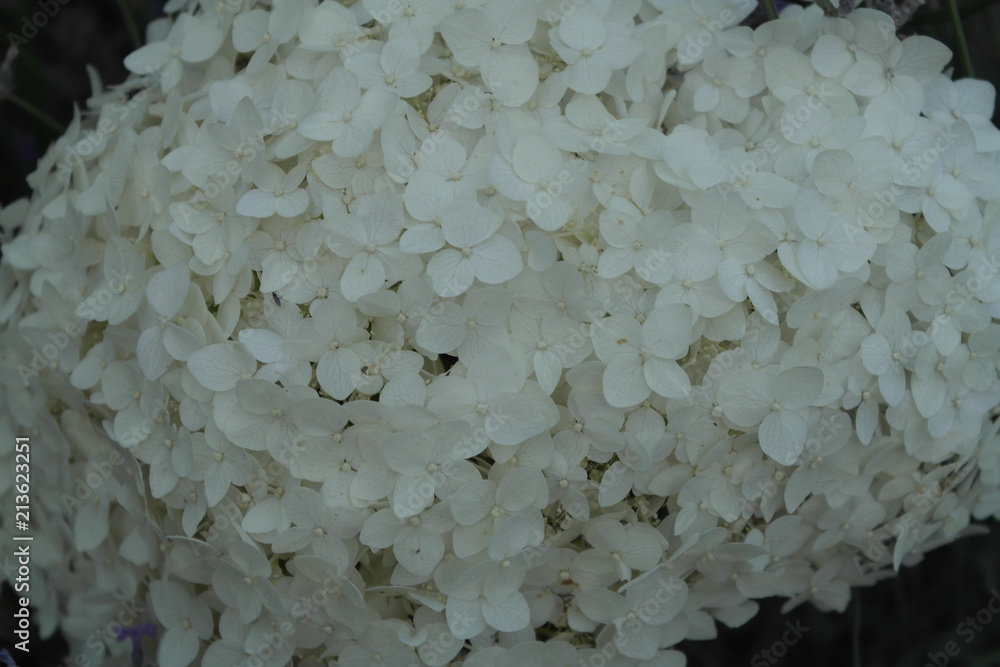 hydrangea. Fres white hydrangea hydrangea. Fres white hydrangea