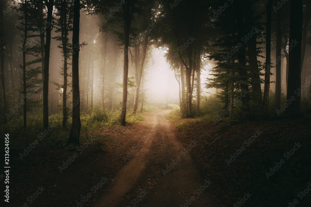 Naklejka premium magical forest road in autumn, morning light shining through trees