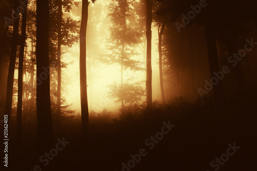 surreal autumn woods in sunset light © andreiuc88