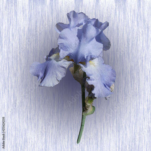 Fototapeta Naklejka Na Ścianę i Meble -  Blue iris isolated on blue background