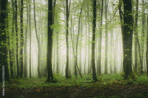 green foliage in misty forest  natural landscape