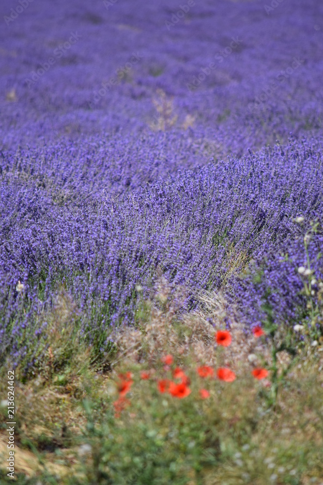 Fototapeta premium Lavender Fields