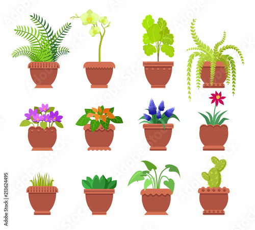 Cactus Collection of Plants Vector Illustration