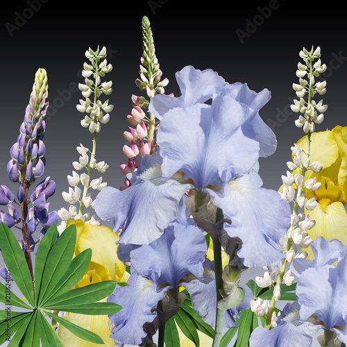 Fototapeta Naklejka Na Ścianę i Meble -  Beautiful floral background of lupins and irises 