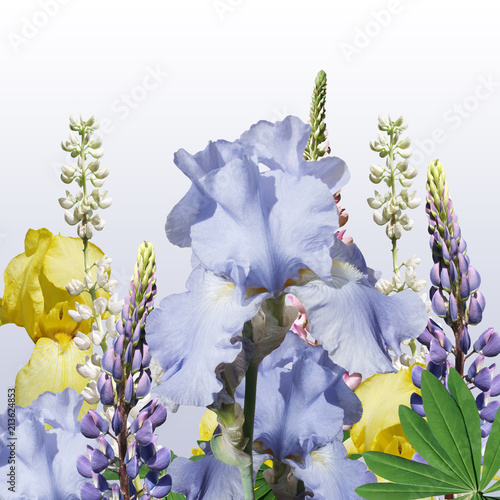 Fototapeta Naklejka Na Ścianę i Meble -  Beautiful floral background of lupins and irises 