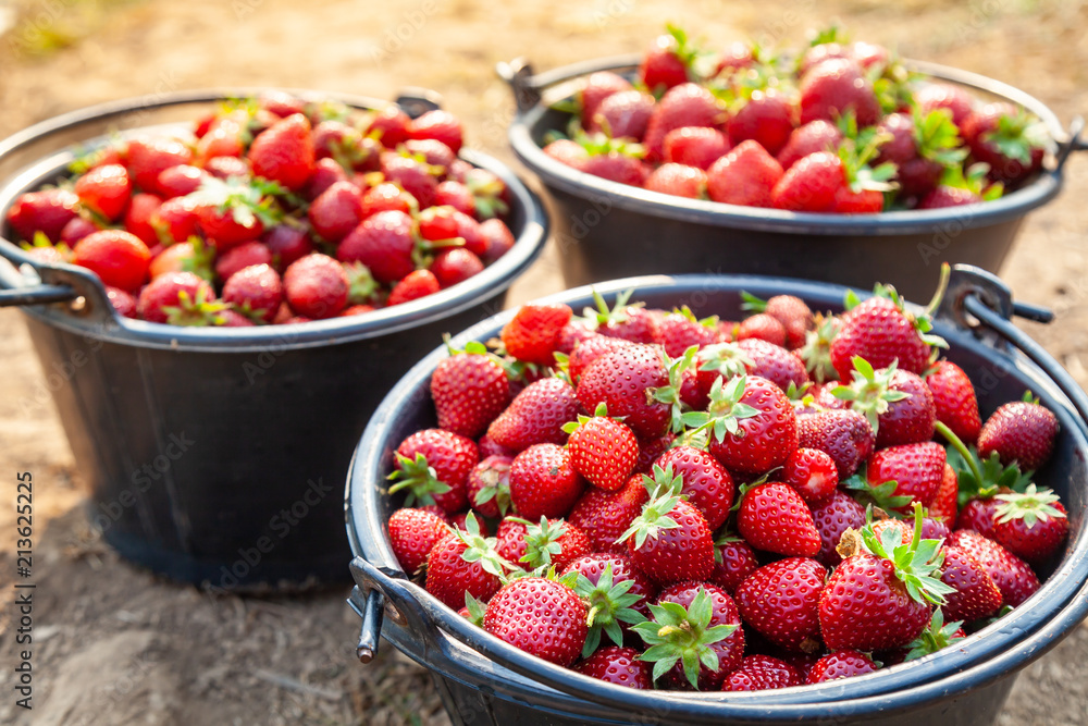 Close Up Fresh Red Strawberries in the Black Plastic Bucket. Close Up Fresh Red Strawberries in the Black Plastic Bucket.