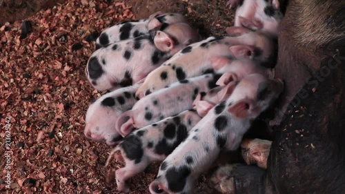 Newborn piglets being breast-fed pigs in a wooden enclosure or suckling pig puppy.