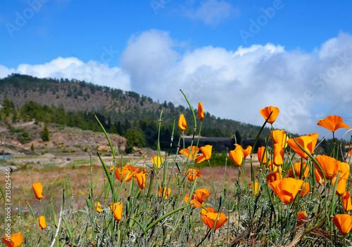 Fototapeta Naklejka Na Ścianę i Meble -  Beautiful view of Vilaflor mountain village with yellow California Poppies (Eschscholzia californica) flowers in the foreground,
Tenerife,Canary Islands,Spain.Travel concept.