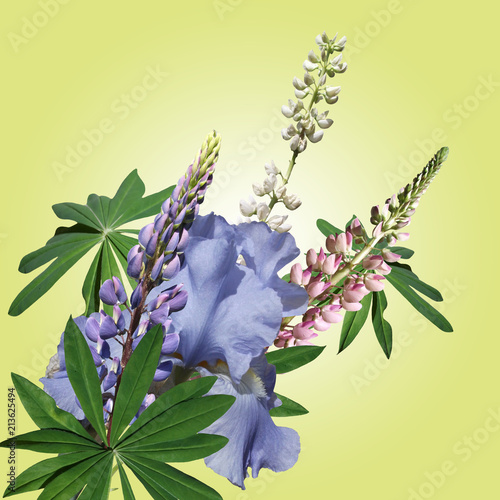 Fototapeta Naklejka Na Ścianę i Meble -  Beautiful bouquet of iris and lupine 