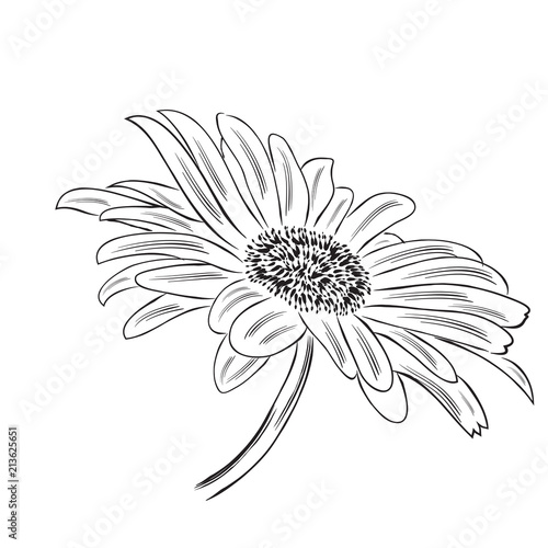 Hand drawn  outline daisy flower isolated on white background