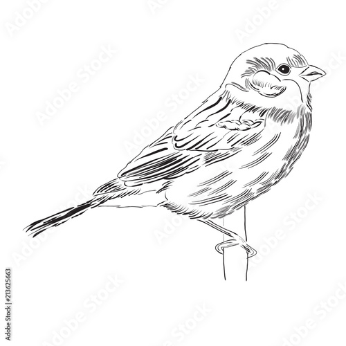 Hand drawn  outline bird isolated on white background