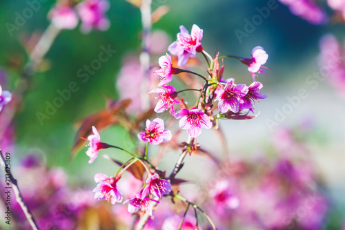 Beautiful Wild Himalayan Cherry Tree (Prunus cerasoides) or Thai Cherry blooming at Chiangmai, Thailand © athurfotolia