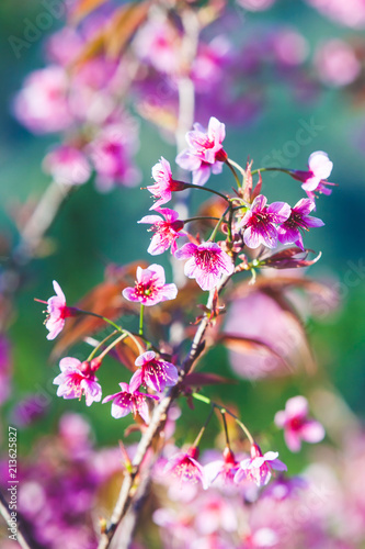 Beautiful Wild Himalayan Cherry Tree (Prunus cerasoides) or Thai Cherry blooming at Chiangmai, Thailand © athurfotolia