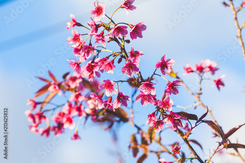 Beautiful Wild Himalayan Cherry Tree (Prunus cerasoides) or Thai Cherry blooming at Chiangmai, Thailand