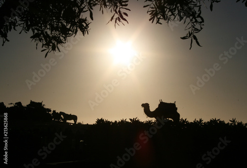 Silhouette of a camel and several horses standing at the beach in Essaouira  Morocco
