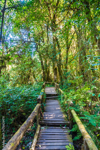 Wood Bridge Walkway in Ang Ka Luang Nature Trail at Doi Inthanon National Park in Chiang Mai  Thailand.