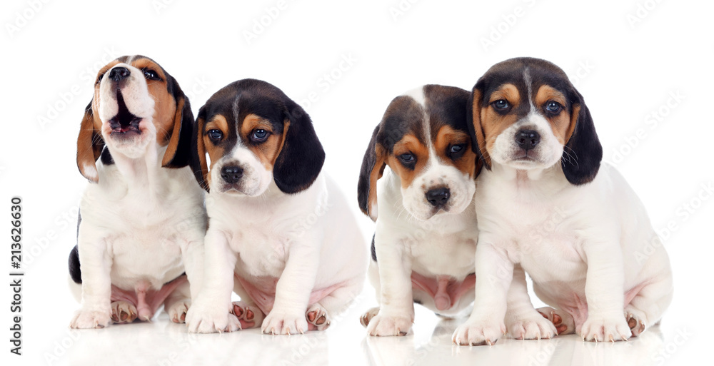 Four beautiful beagle puppies